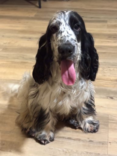 Finn am ersten Morgen nach seiner Ankunft 